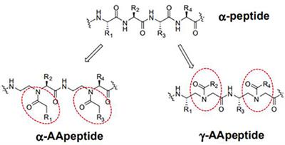 Promising Antibiofilm Activity of <mark class="highlighted">Peptidomimetics</mark>